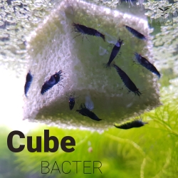 Cube Bacter
